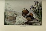 mandarin duck (Aix galericulata)