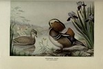 mandarin duck (Aix galericulata)