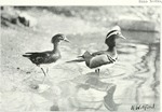 mandarin duck (Aix galericulata)