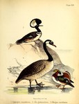 Canada goose (Branta canadensis), mandarin duck (Aix galericulata), hooded merganser (Lophodytes...