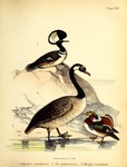 ...(Aix galericulata), hooded merganser (Lophodytes cucullatus)