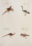 golden pheasant (Chrysolophus pictus), swan goose (Anser cygnoides), copper pheasant (Syrmaticus...