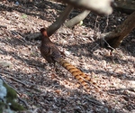 copper pheasant (Syrmaticus soemmerringii)