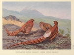 copper pheasant (Syrmaticus soemmerringii)