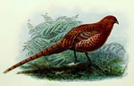 copper pheasant (Syrmaticus soemmerringii)