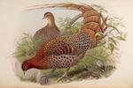 copper pheasant (Syrmaticus soemmerringii)