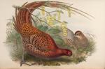 copper pheasant (Syrmaticus soemmerringii)