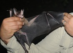spectral bat (Vampyrum spectrum)