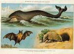 bowhead whale (Balaena mysticetus), giant armadillo (Priodontes maximus), spectral bat (Vampyrum...