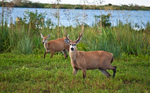 marsh deer (Blastocerus dichotomus)