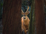 marsh deer (Blastocerus dichotomus)