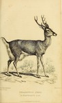 Guazupuco deer (Cervus paludosus) = marsh deer (Blastocerus dichotomus)