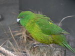 Antipodes Island parakeet (Cyanoramphus unicolor)