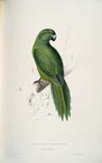 Antipodes Island parakeet (Cyanoramphus unicolor)