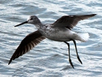 common greenshank (Tringa nebularia)