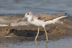 common greenshank (Tringa nebularia)