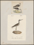 common greenshank (Tringa nebularia)