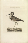 common greenshank (Tringa nebularia)