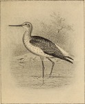 common greenshank (Tringa nebularia)