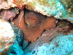 common octopus (Octopus vulgaris)