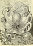 common octopus (Octopus vulgaris)