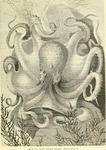 common octopus (Octopus vulgaris)