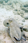 common octopus (Octopus vulgaris)