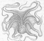 common octopus (Octopus vulgaris)