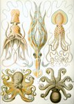 umbrella squid (Histioteuthis bonnellii), long-armed squid (Chiroteuthis veranyi), Pinnoctopus c...