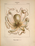 common octopus (Octopus vulgaris)