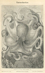 common octopus (Octopus vulgaris)