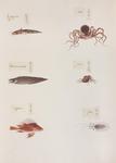 ...Brotula multibarbata), Octopus sp., Luna lionfish (Pterois lunulata), Sepia sp.