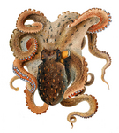 common octopus (Octopus vulgaris)