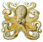 common octopus (Octopus vulgaris)