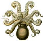 common octopus (Octopus vulgaris)