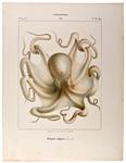 common octopus (Octopus vulgaris)