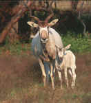 addax, white antelope (Addax nasomaculatus)