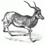 addax, white antelope (Addax nasomaculatus)
