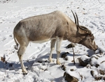 addax, white antelope (Addax nasomaculatus)