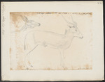 addax, white antelope (Addax nasomaculatus)