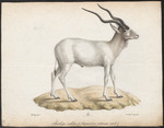 addax, white antelope (Addax nasomaculatus)