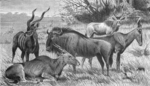 ...tragus oryx), blue wildebeest (Connochaetes taurinus)