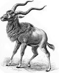 addax, white antelope (Addax nasomaculatus)