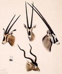 ...gemsbok (Oryx gazella), East African oryx (Oryx beisa), fringe-eared oryx (Oryx beisa callotis),