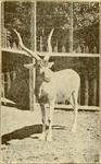 addax, white antelope (Addax nasomaculatus)