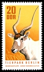 addax, white antelope (Addax nasomaculatus)