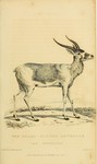 addax, white antelope (Addax nasomaculatus)