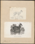 four-horned antelope, chousingha (Tetracerus quadricornis)