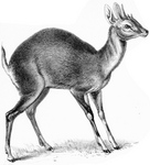 four-horned antelope, chousingha (Tetracerus quadricornis)