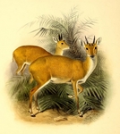 four-horned antelope, chousingha (Tetracerus quadricornis)